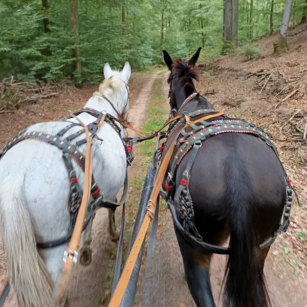 Promenade en calèche en forêt
