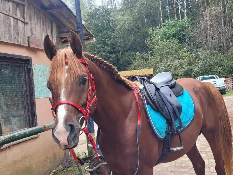 Khéops, hongre pur-sang arabe à vendre